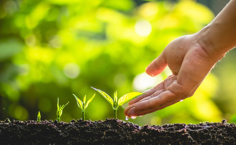 En hand bredvid en liten planta i jord