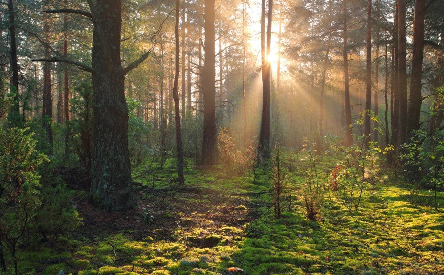Solljus mellan träd i en skog